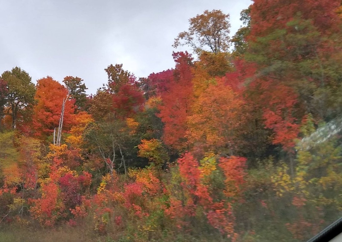 Brilliant fall foliage in shades of red, orange, and gold